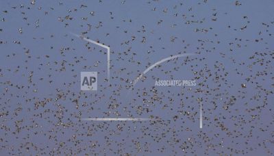 WATCH: Tens of thousands of swallows gather on Cyprus