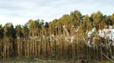 Los propietarios de terrenos forestales, los grandes olvidados en los mercados de carbono