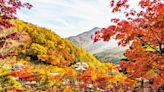 浪漫秋色 火紅「楓」季 去一趟南韓感受遍野紅葉美翻天
