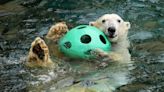 Beloved polar bear Berlin, oldest polar bear in a US zoo, euthanized in KC Zoo at 33