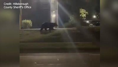 WATCH: Bear sighted running in Tampa apartment complex