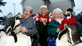 Widget and Pringle the penguins join care home residents for Christmas carolling
