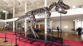 A rare T. rex skeleton is up for auction
