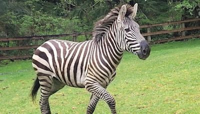 Runaway zebra remains on the lam five days after escaping in Washington state