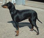 Manchester Terrier