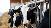 The dairy industry really, really doesn’t want you to say "bird flu in cows"