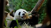 For pandas, it's been two 'thumbs' up for millions of years