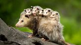 How to Keep Possums Away From Your Garden: According to Pest Pros