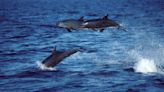 Deepwater Horizon spill linked to gene expression changes in dolphins