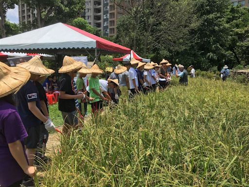 臺北客家農場一期稻作收成 ７月底登場