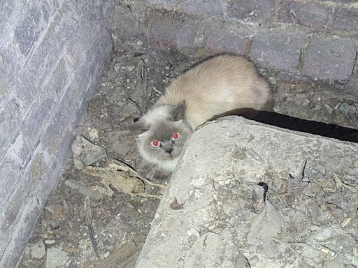 Cat trapped in St Paul’s Cathedral basement rescued by RSPCA