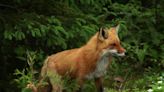Are foxes dangerous to humans? Here's what to do if you see one in the wild.