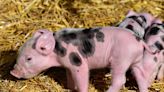 Cochon ou porc : quelle est la vraie différence ?