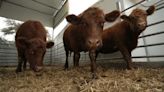 Some red cows from Texas have a central role in the war-torn Holy Land