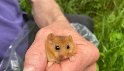 Hazel dormice reintroduced to Bedfordshire woodland to boost species resilience