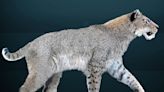 Saber-toothed cats once roamed Texas coast, new study says