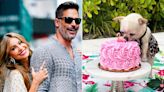 Sofia Vergara and Joe Manganiello Celebrate Their Tiny Senior Dog's 10th Birthday