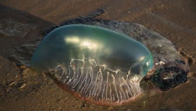 Méditerranée : C’est quoi cette fausse méduse gigantesque qui inquiète en Catalogne ?