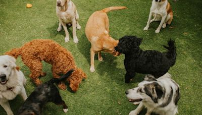 Ce que vous risquez si vous possédez cette race de chiens en France