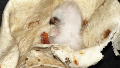 Cómo una tortilla de harina caliente y el ingenio de una familia salvaron la vida de un polluelo en apuros