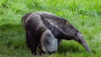 How Anteaters Trick Predators with Their False Faces