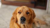 Golden Retriever Looks Like He's Pouting When He Gets Put in 'Donut of Shame'