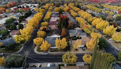 Modesto is home to more than 100,000 trees. Is it still recognized as a ‘Tree City’?