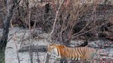 Cresting tiger, hidden dragon: Sunderbans count peaks but climate is a concern