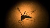 Mosquito populations surge in parts of California after tropical storms and triple-digit heat