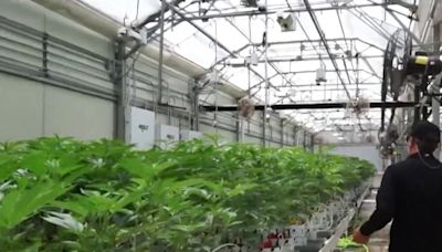 De la granja al dispensario: La transformación de la industria del cannabis en Florida