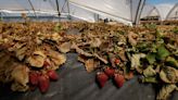 Polémica en torno al cultivo español de fresas en el entorno del Parque Nacional de Doñana