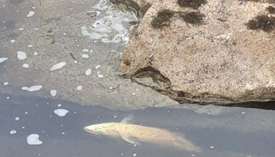 Investigation into death of nearly 1,100 Sligo wild salmon finds no specific cause