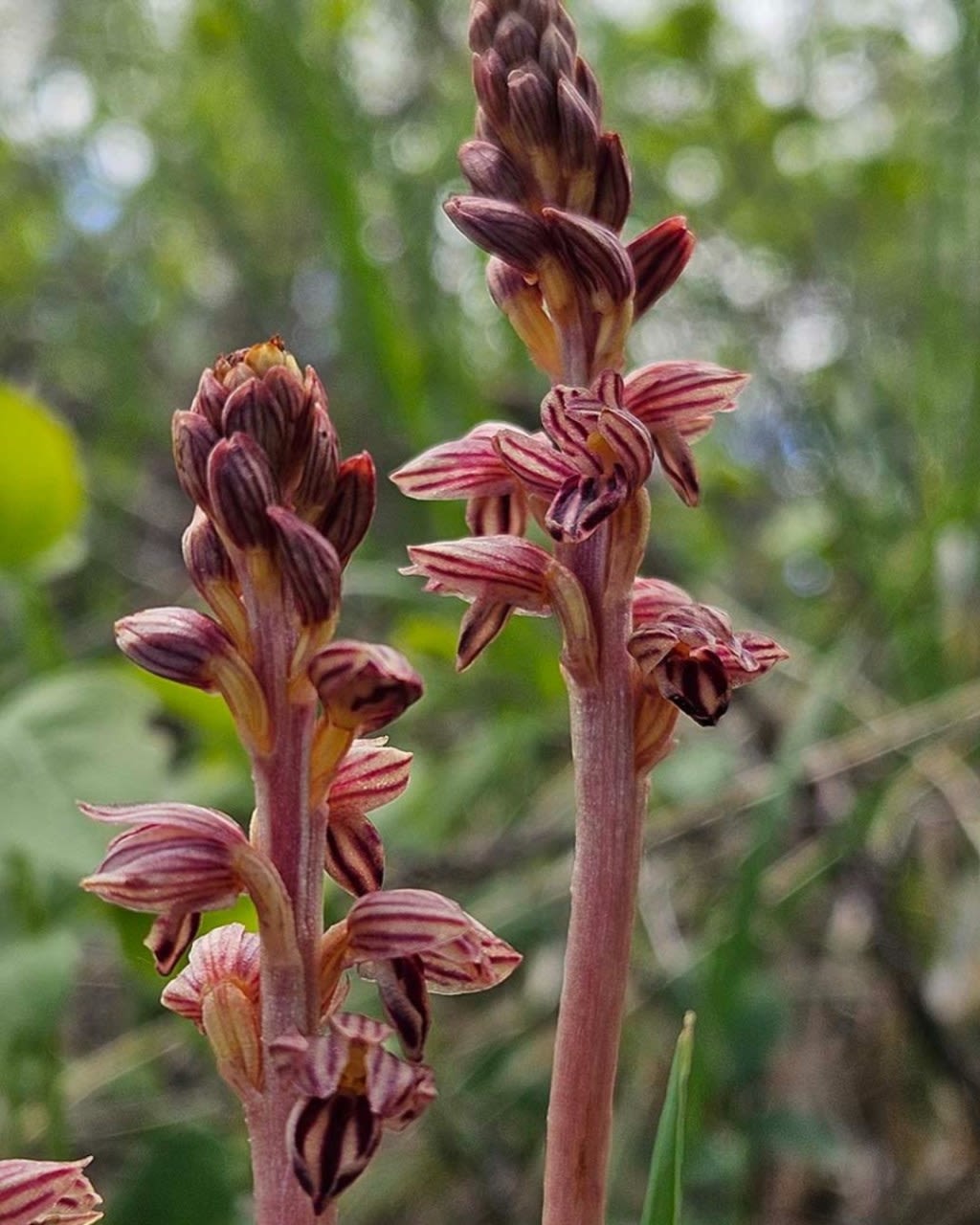 Rare orchid discovered at Denver Botanic Gardens Chatfield Farms