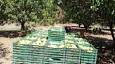 Productores de mango tienen pérdidas de 60% por Frente Frío 28