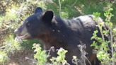 Black bear sighting in Scarborough raises concerns