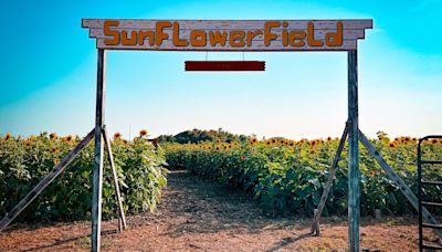 Add this 10-acre Sunflower Field to your list of San Antonio date ideas