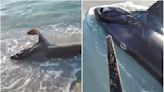 Hallan un tiburón apuñalado en el corazón por un pez espada en Libia