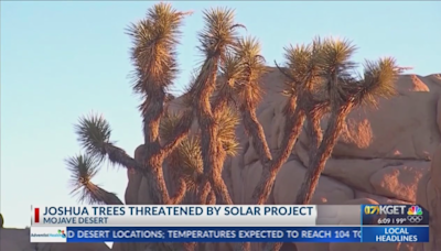 Joshua Trees threatened by solar project in Mojave