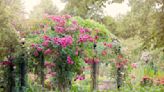 How to train a climbing rose – expert tips for growing beautiful blooms up a range of structures