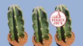 These Two New Trader Joe's Cactus Plants Are Perfect for the End of Summer