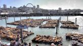 Barking mad! Record number of sea lions swarm famed San Francisco pier