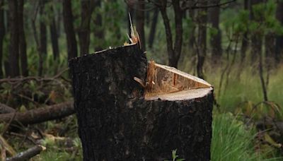 Qué son los bosques de agua y cuáles cambios necesita la ley para protegerlos en México