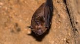 Bat tests positive for rabies, first case in Arapahoe County