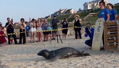 Salt-y life! Heartwarming moment gray seal bounces back into the water after rehabilitation