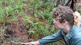 Biologists help Louisiana pine snakes thrive in Kisatchie National Forest