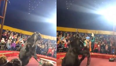 Old Video Of Circus Bear Attacking Handler Viral Again - News18