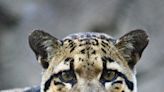 A Dallas Zoo Clouded Leopard Disappeared For A Day And Social Media Users Turned It Into A Meme