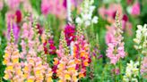 You Can Grow Pink Snapdragons—and Every Other Color, Too!