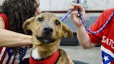300 Homeless Pets Rescued from Puerto Rico and Brought to U.S. on 'Freedom Flights'