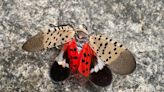 Invasive spotted lanternfly seen again in Davidson County